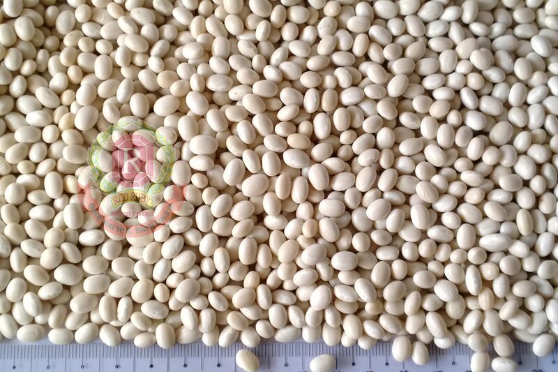 Red Ruby - Small White Kidney Beans (နိုင်လွန်ပဲ) (1kg Pack)