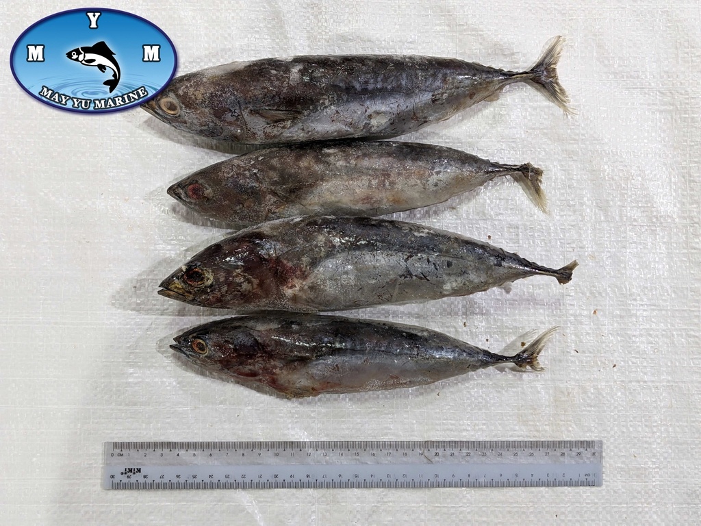 Tuna Fish 200g - 300g [ငါးမဲလုံး ၂၀ဝ - ၃၀ဝဂရမ်] (500g/pkt)